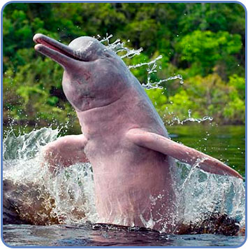 pink-river-dolphin_jump